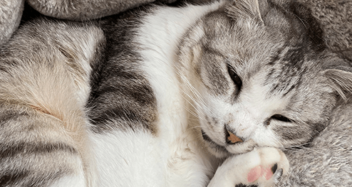 猫と共に暮らすグループホーム