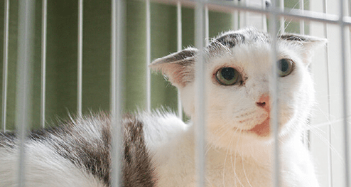 イベントや地域猫活動も実施中